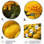 Maman jaune en fleurs I-1027532338