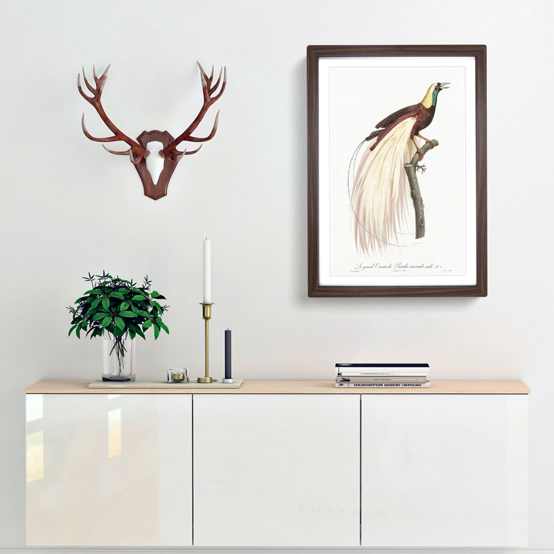 Emperor Bird of Paradise by Jacques Barraband - Picture Frame Painting Print, Walnut Framed, 48cm H x 36cm W x 2cm D