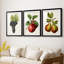 Fruit antique 8 - impression encadrée de qualité supérieure sur mesure mat - 3 pièces-130167273