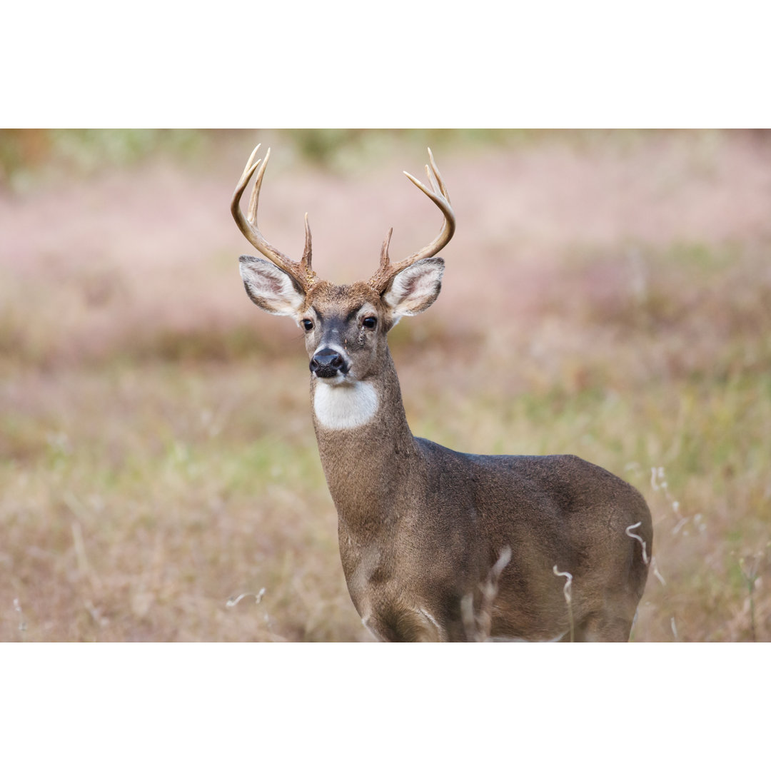 Whitetail Buck Deer von Erniedecker - Kunstdrucke auf Leinwand