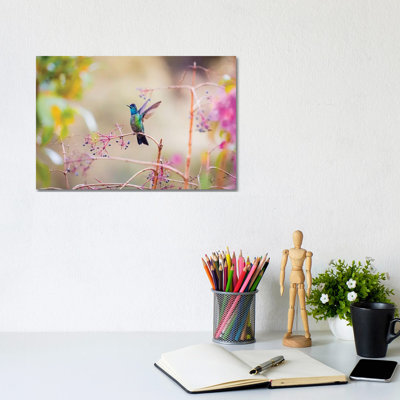 Central America, Costa Rica. Male Talamanca Hummingbird. by Jaynes Gallery - Wrapped Canvas Gallery-Wrapped Canvas Giclée