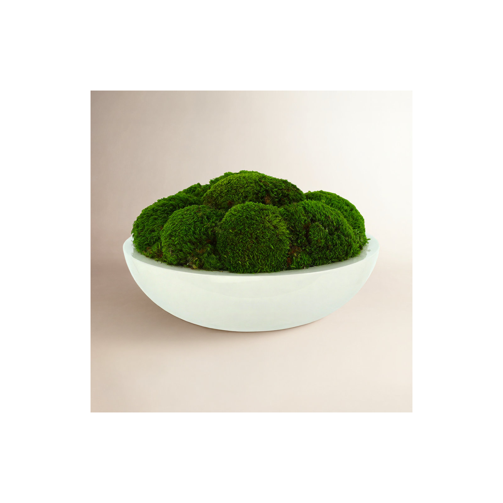 Preserved Moss Plant in Planter, 8" H x 14" W x 14" D