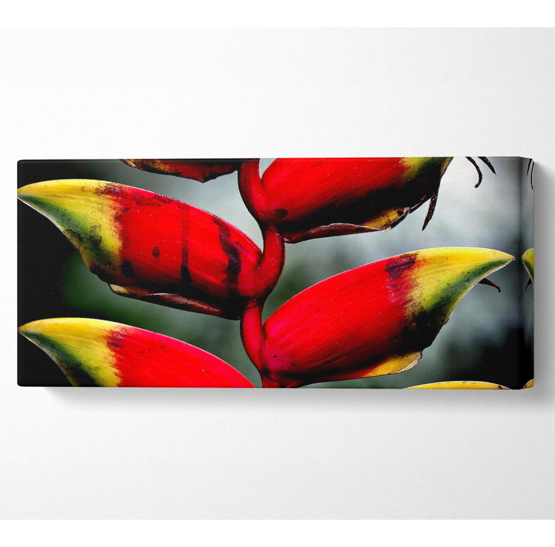 Heliconia Pendula Inflorescence - Kunstdrucke auf Leinwand