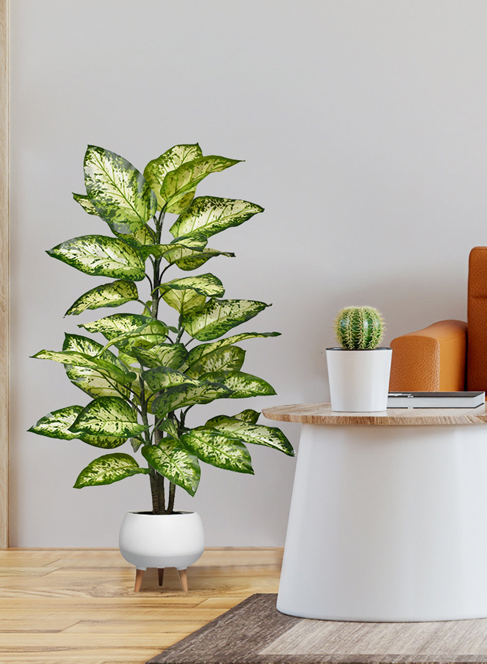 indoor plants rubber Ficus Robusta Tineke/ Ruby - Rubber Plant
