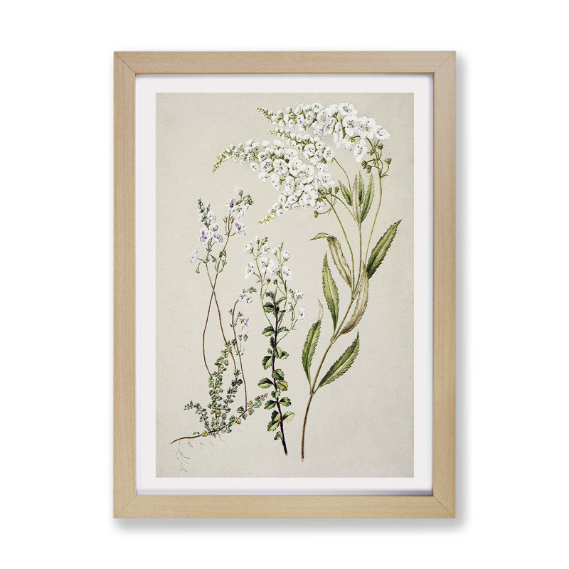 Veronica Flowers - Framed Print, 24cm H x 33cm W x 2cm D, Oak