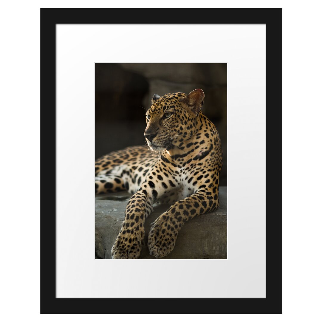 Gerahmtes Poster Majestätischer Leopard