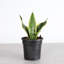 Live Laurentii Snake Plant-49662174