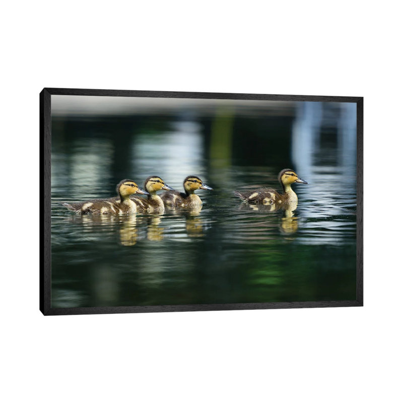 Where’s Mom? by David Gardiner - Print on Canvas, Black Framed, 66.04 cm H x 45.72 cm W