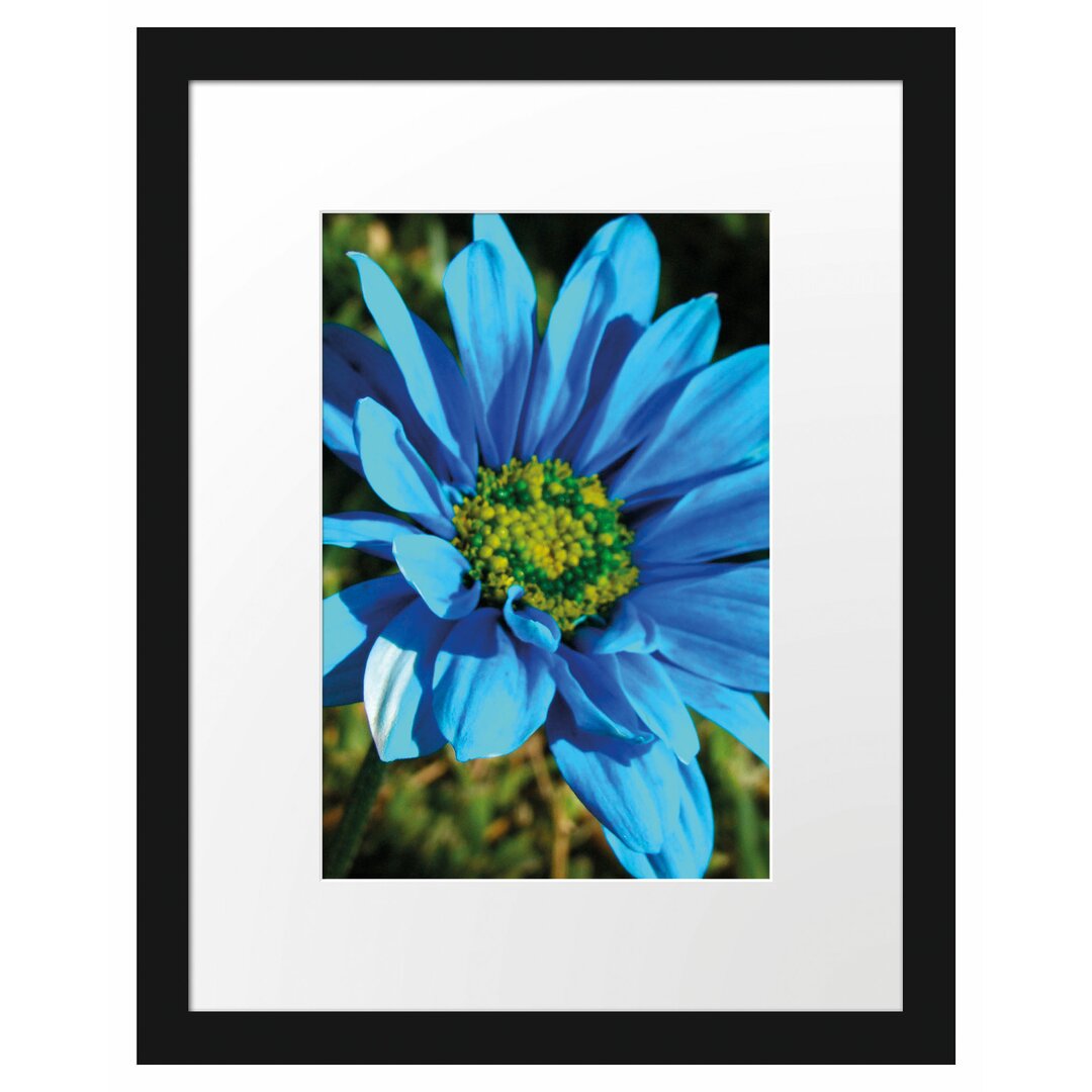 Gerahmtes Poster Schöne blaue Blüte