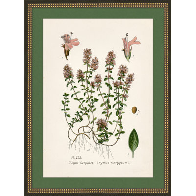 Wildflower Study 1