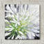 «Cleome Splash 2 Black» par Julia Purinton, art mural en verre acrylique-1957177181