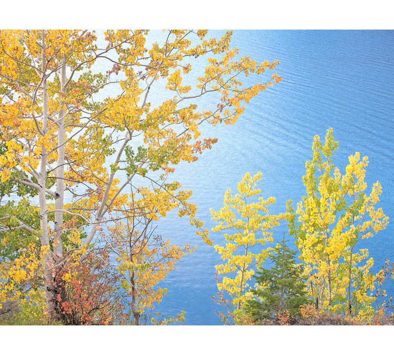 Swan Valley Autumn Portrait # 6 par Bruce Heinemann - photographie de cadre, Toile tendue, Pas de tapis, H 24 po x l 32 po