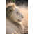 Wrapped Canvas, Colored Photography is unavailable
