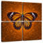 Papillon monarque Brampt-109163605