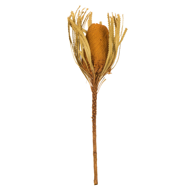 Arrangement floral Banksia