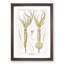 Squid Illustrations by Carl Chun - Picture Frame Painting Print-55619794-55619793