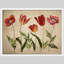 "Fleurs rouges rustiques, impression encadrée, affiches, petit art mural de salle de bain"-101825452-101825456