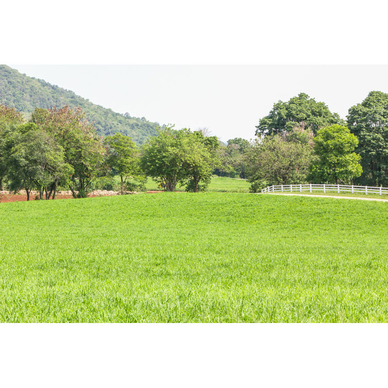 Green Grass Field by Stoonn - Wrapped Canvas Print, 30cm H x 46cm W