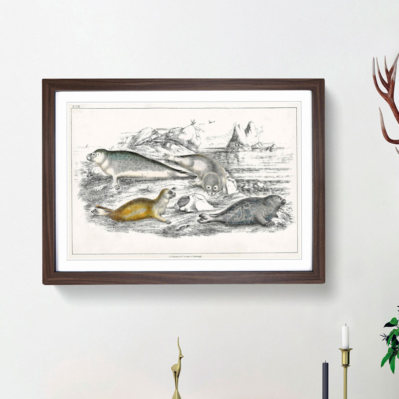 Various Seals XLVII by Oliver Goldsmith - Picture Frame Painting Print, 27cm H x 36cm W x 2cm D, Walnut Framed