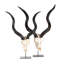 Mounted Kudu Skull-72652157