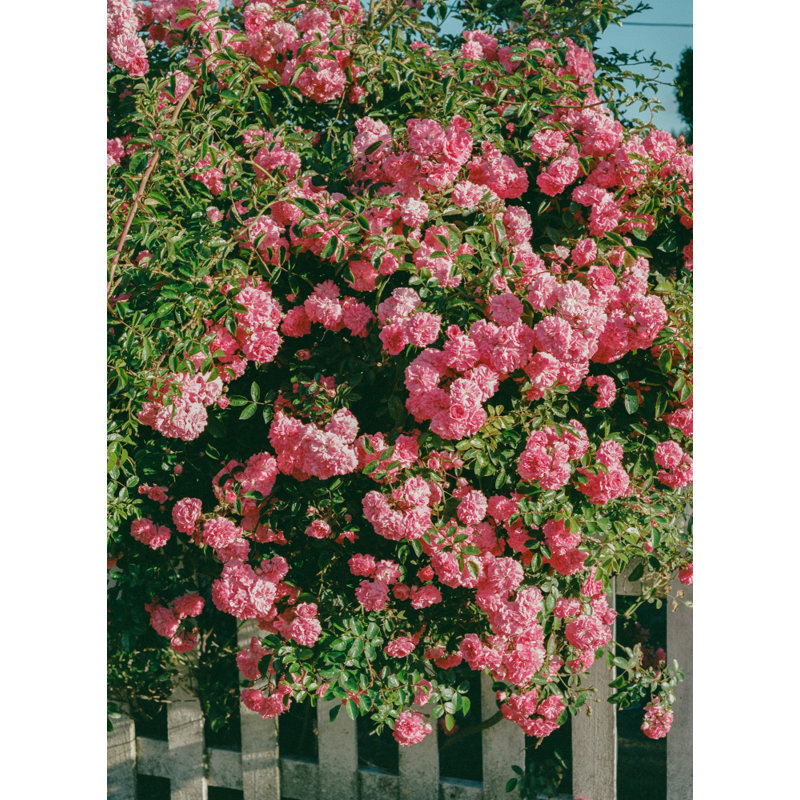 Wrapped Canvas Print, 76.2 cm H x 50.8 cm W