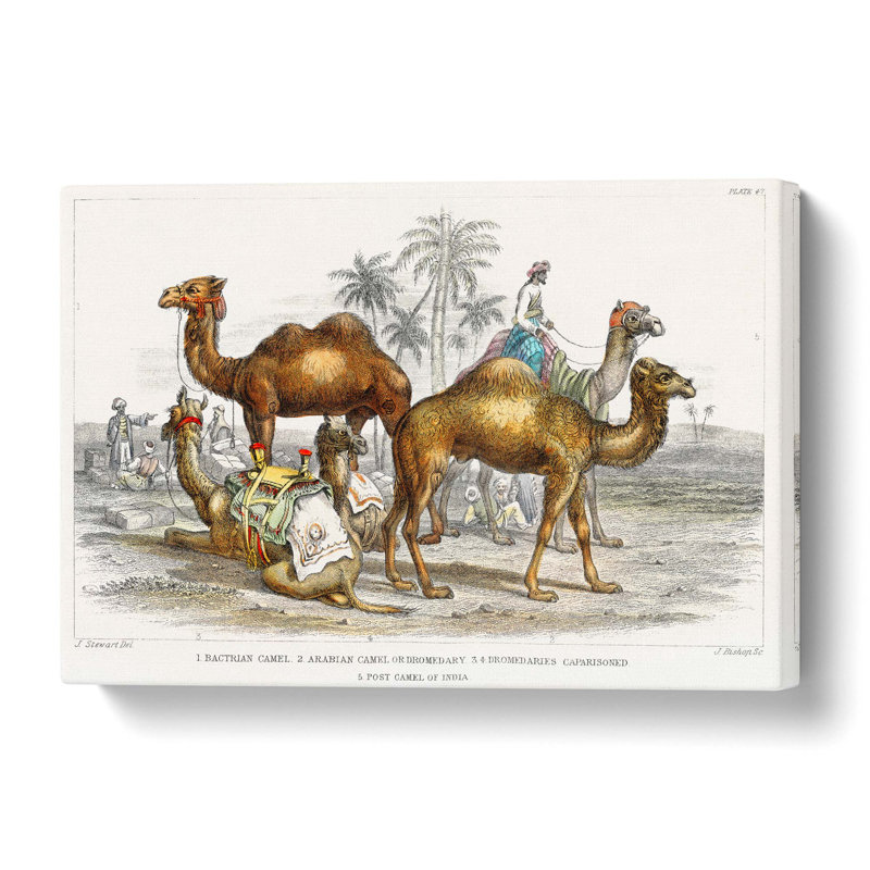 Camels by Oliver Goldsmith - Wrapped Canvas, 76 cm H x 50 cm W  