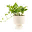 Devil's Ivy Pothos in Ceramic Planter