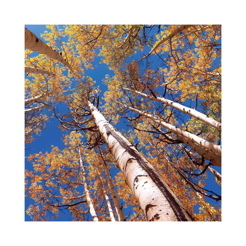 Aspen Trees Against The Sky In Crested Butte, Colorado - Wrapped Canvas Print, 66.04 cm H x 66.04 cm W x 3.175 cm D