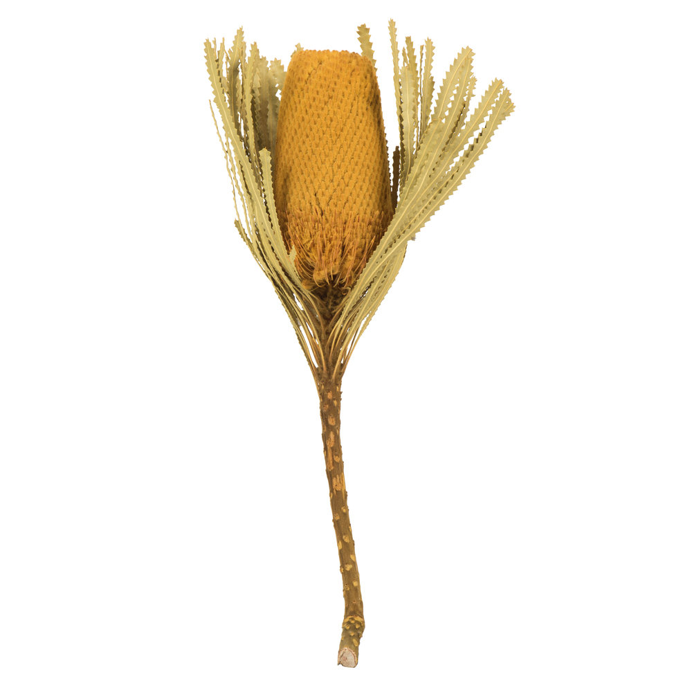 Dried Banksia Floral Stems, Yellow