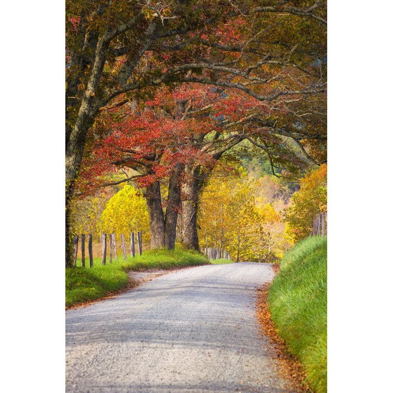 Late Autumn Afternoon In The Smokies - Wrapped Canvas Print, 46cm H x 30cm W x 3.8cm D