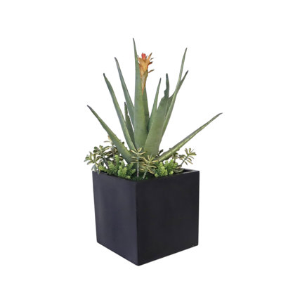 Agava avec plantes grasses mélangées