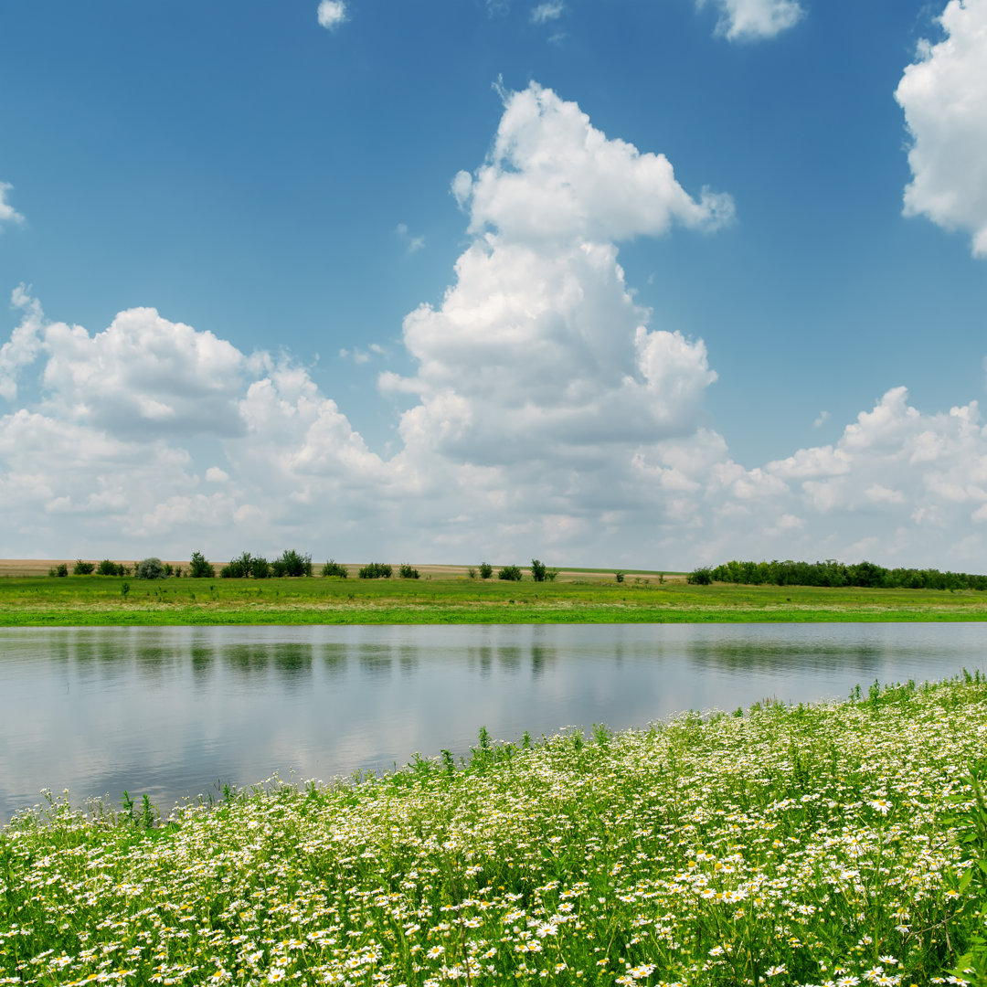 Kull Chamomiles Meadow - Wrapped Canvas Photograph