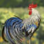 Statue de coq Aurelien
