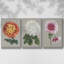 Chrysanthème sur fond gris I 3 pièces-97758098-97758105