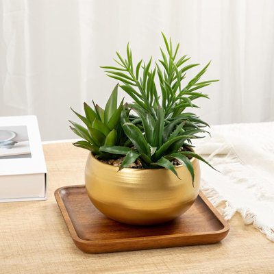 22.86cm Plant