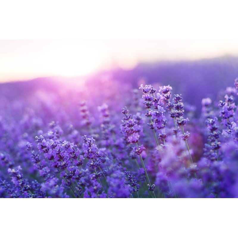 Lavender Field - Photographie sur toile tendue, H 8 po x l 12 po
