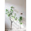 Branche de tige de camellia à feuille-239633955