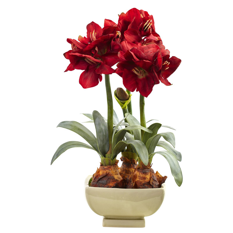 Amarylis, arrangement floral dans un vase