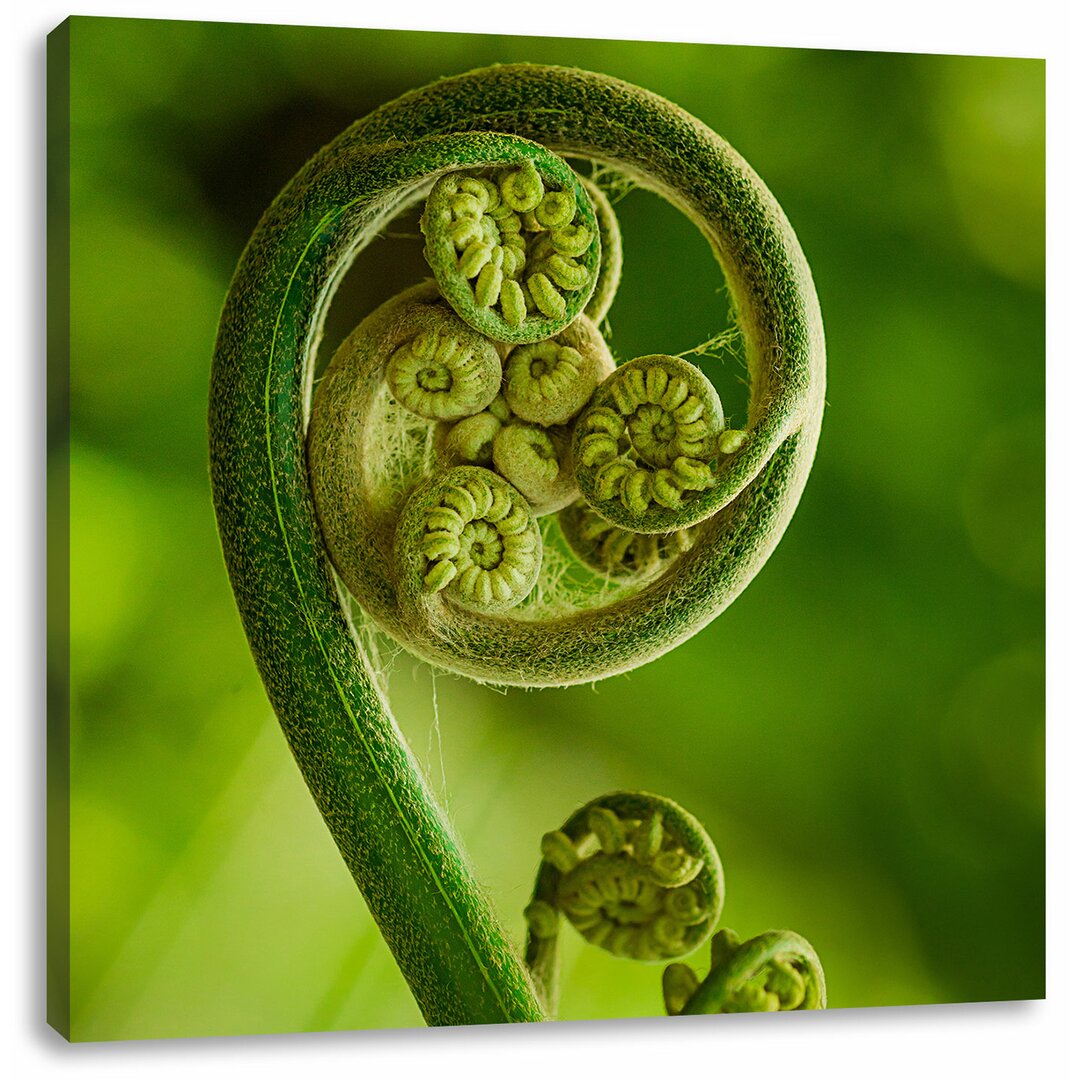 Leinwandbild Lockiges Blatt von einer Farne im Wald