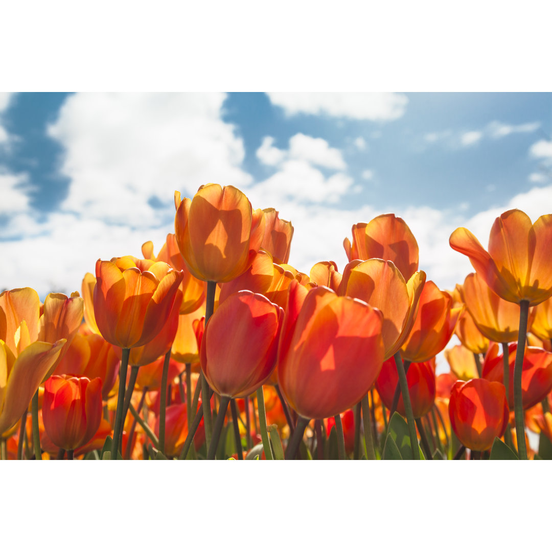 Tulpen gegen blauen Himmel von Brzozowska - Leinwanddrucke