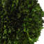 Boxwood Topiary Plant in Terracotta Planter