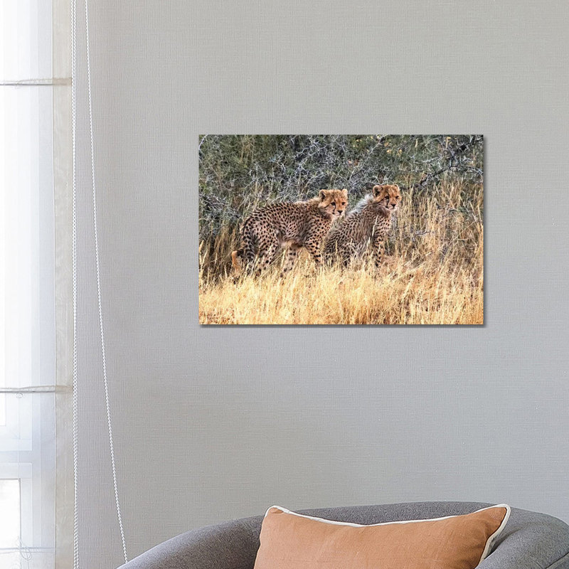 Cheetah Cubs, Kgalagadi Transfrontier Park, South Africa by Keren Su - Wrapped Canvas Print