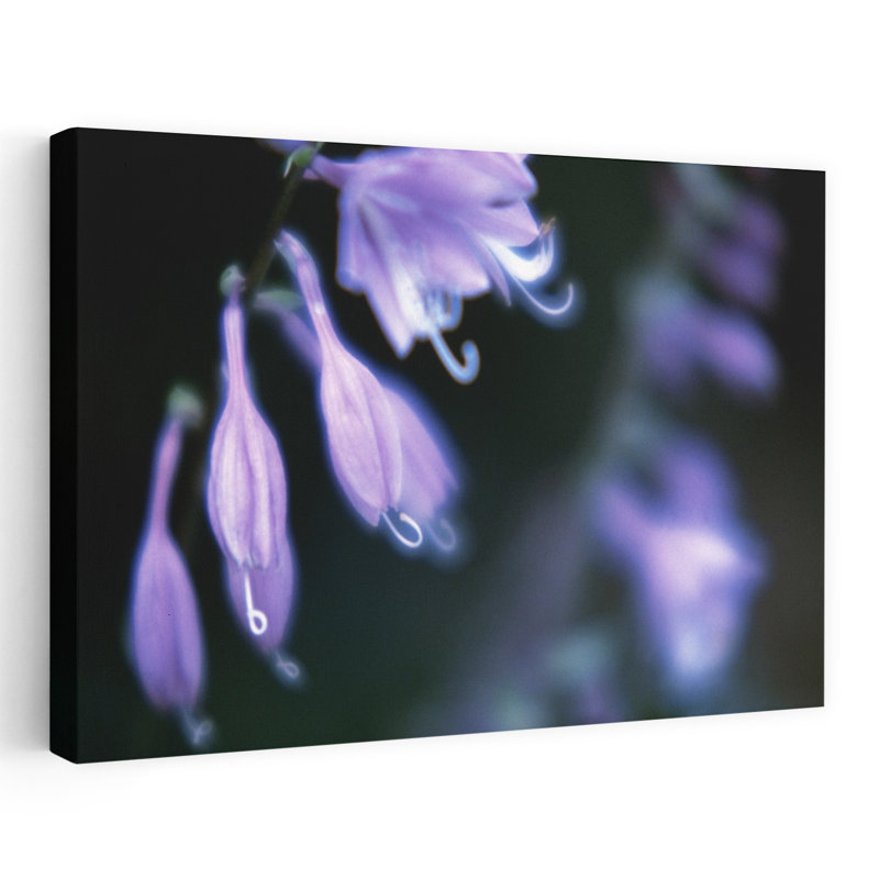 Gros plan sur des fleurs roses délicates et abstraites, art mural contemporain, H 40 po x l 60 po