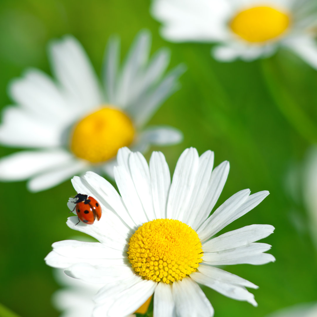 Shasta Daisy - Leinwandbild