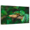 Emerald Tree Snake