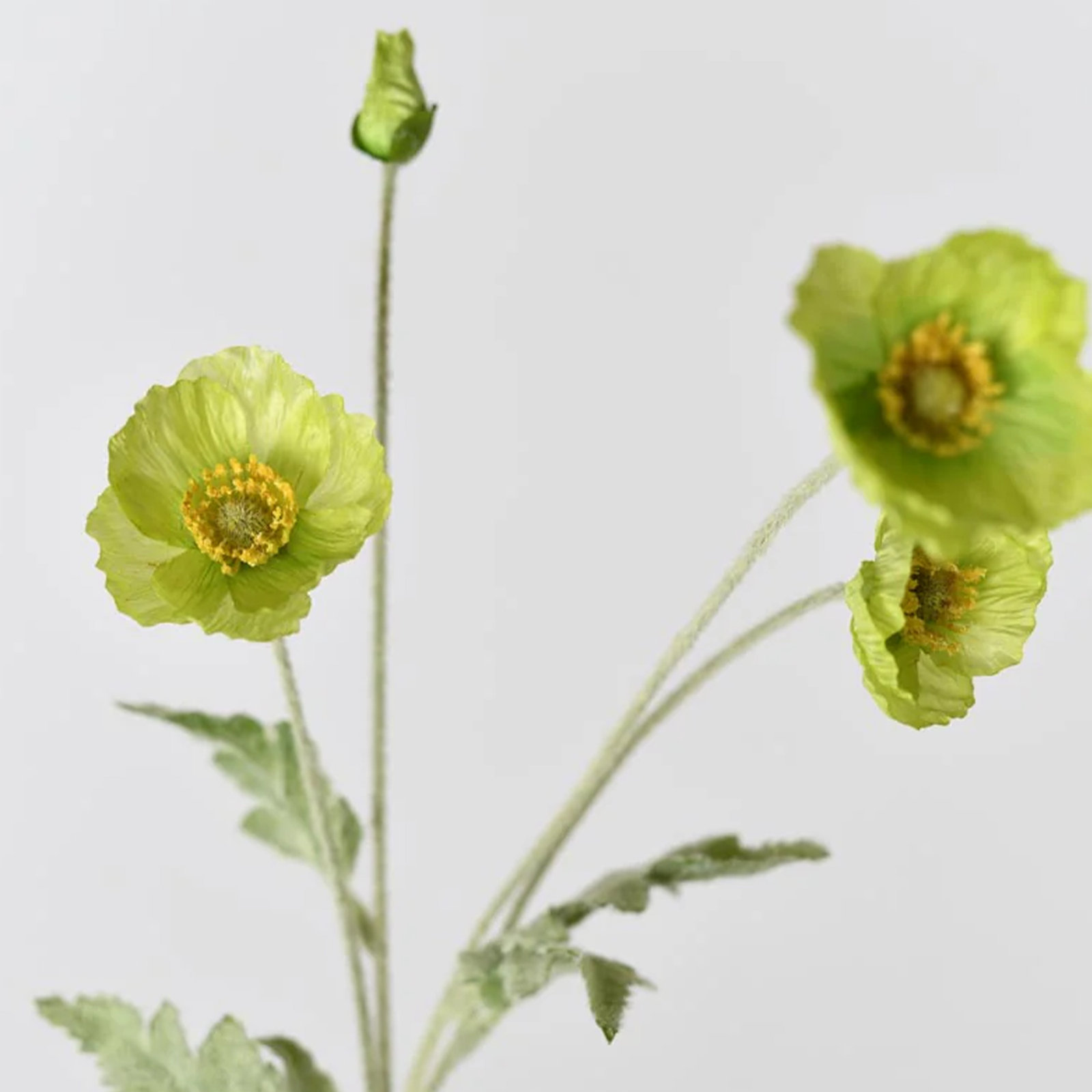 Audet Poppy Stems, Green