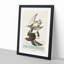 Flying Sandpiper Birds by John Audubon - Framed Print-55620914-55620915
