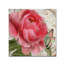 « abricot pivoines ii », impression sur toile tendue-31355366