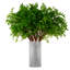 Faux Tender Plant