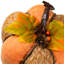 Grande citrouille orange 10,5 po